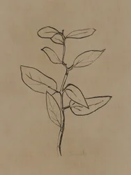 Eukalyptusplanta