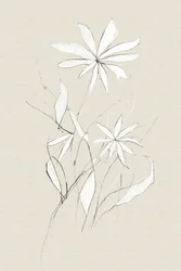 Lantbruksblomma