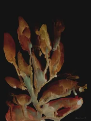 Nattväxt