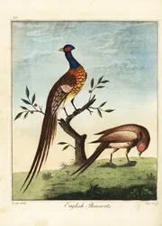 Engelska fasaner, hanar och honor. 1792 (gravyr)
