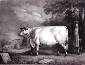 Baronen, ett priskorthorn (The Nannau White Cow) graverad av Charles Joseph Hullamandel (1789-1850) 1824
