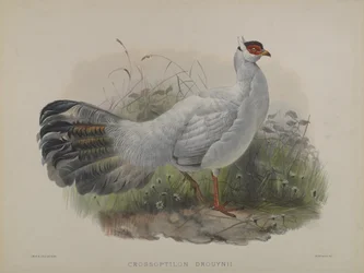 Crossoptilon Drouynii (färg litho)