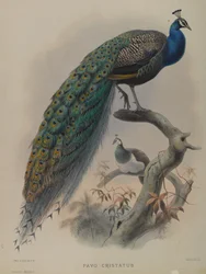Pavo Cristatus - påfågel (färg litho)