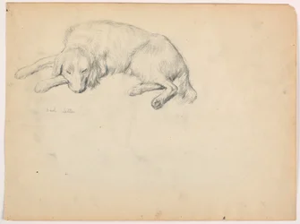 Teckning, Dash (en setter), ca 1862