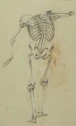 Skeleton Study, c.1848 (krita och krita på brunt papper monterat på kartong)