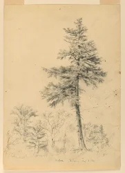 Studie av Hemlock, Gorham, New Hampshire