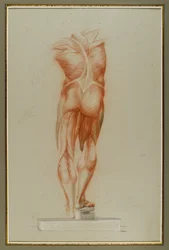 Écorché (Figure Study of Musculature), c.1848 (krita och grafit på papper)