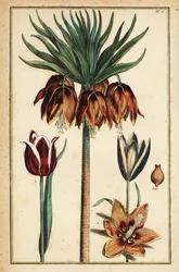 Crown Imperial Lily, Fritillaria imperialis och tulpaner, Tulipa gesneriana