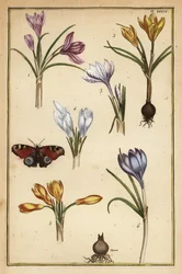Vårkrokus, Crocus vernus, och påfågelöga, Aglais io