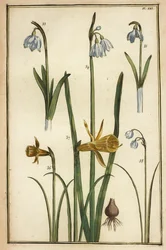 Vild påsklilja, Narcissus pseudonarcissus och snödroppar, Galanthus nivalis