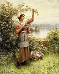 Skär rosor längs Seine,