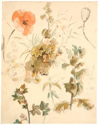 Studier av olika blommor, bl.a. vallmo
