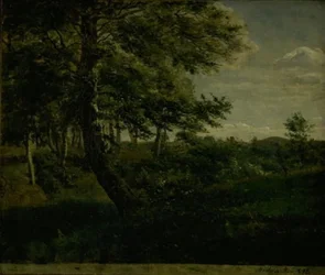 Ørsbjergskogen vid Aarup, Fyn