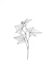 Botaniska teckningar