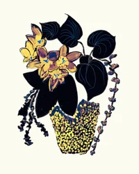 Eleganta krukväxter
