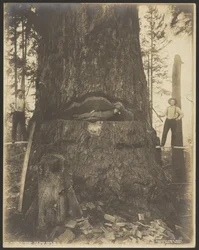 Gran med 17 meters diameter nära McMurray, Wash.