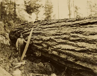[Skogshuggare, kapsåg och fällt träd]