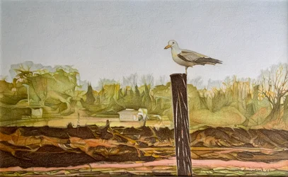 Lone Seagull, 2022 (blyerts på papper)