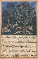 Sida från Tales of a Papegoja Tuti-nama: Femte natten: Papegojmamman varnar..., ca. 1560.