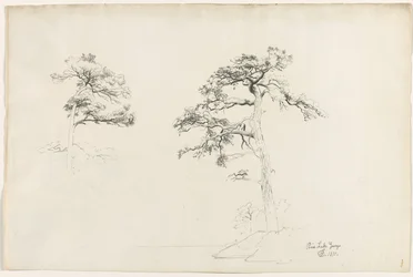 Pine, Lake George, 1871.
