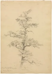 Pine Tree, Conway, New Hampshire recto, Landscape and Tree Studies verso, ca. 1851.