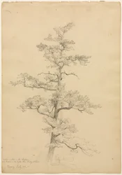 Pine Tree, Conway, New Hampshire recto, ca. 1851.