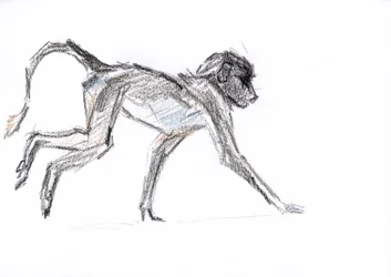 Babian, 2020 (krita på papper)