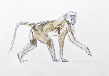 Babian, 2020 (akvarell och krita på papper)