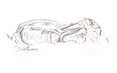 Brun hare liggande, 2012 (kontepastell på papper)