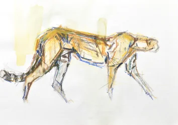Cheetah, 2020 (krita och akvarell på papper)