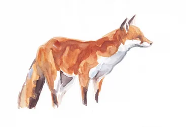 Fox, 2021 (krita och akvarell på papper)
