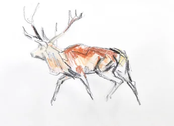 Red Deer Stag, 2020 (akvarell på papper)