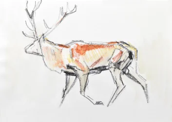 Red Deer Stag, 2020 (akvarell på papper)