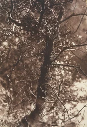 The Fairy Tree at Colinton, 1846. Skapare: David Octavius Hill, Robert Adamson, Hill & Adamson.