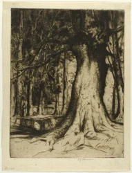 Sycamore