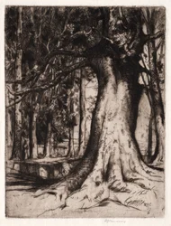 Sycamore