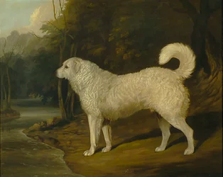 Porträtt av en hund, Ross