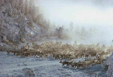 Ren, älg, caribou eller liknande flock av djur i snötäckt vinterlandskap, N...
