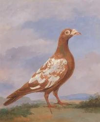Röd pied bärare