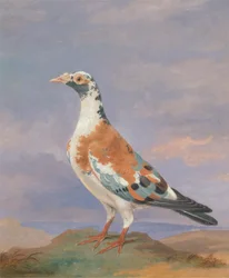 Studier av brevduva