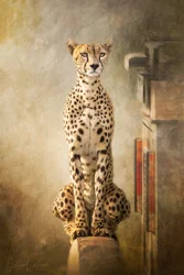 Majestätiskt porträtt av en gepard