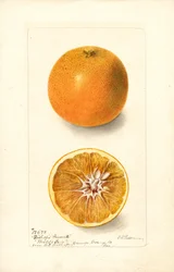 Apelsiner (Citrus sinensis: Biskopens favorit) (akvarell)