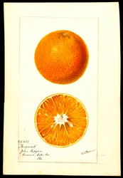 Apelsiner. Citrus sinensis: Nonpareil (akvarell på papper)