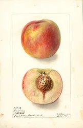 Persikor (Prunus persica: Carmen) (akvarell)