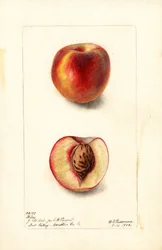 Persikor (Prunus persica: Hiley) (akvarell)