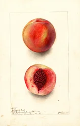 Persikor (Prunus persica: Johnsons Early) (akvarell)