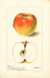 Tecumseh-äpplen (Malus domestica) (akvarell)