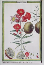 Granatäppleträd, från Florindie eller Historie physico-economic des vegetaux de la Torride, 1789