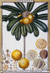 Aerostat (Theophrasta aculeata), akvarell av Delahaye, från Florindie ou Histoire physico-economic des vegetaux de la Torride (Physical-Economic History of Plants from the Tropics)