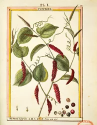Svartpeppar majs (Piper nigrum), akvarell av Delahaye